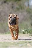 SHAR-PEI 270